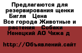 Предлагаются для резервирования щенки Бигля › Цена ­ 40 000 - Все города Животные и растения » Собаки   . Ненецкий АО,Чижа д.